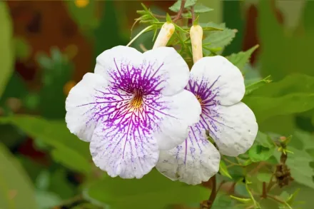 Ахіменес Амбруаз Вершавельт / Achimenes Ambroise Verschaffelt