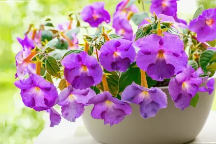 Ахіменес / Achimenes