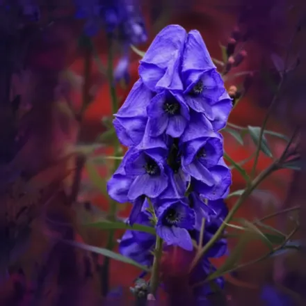 Аконіт Карміхеля Арендсі / Aconitum carmichaelii Arendsii