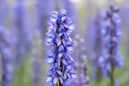 Аконіт наперстянковий / Aconitum napellus