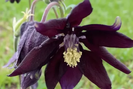 Аквілегія Блек Барлоу / Aquilegia vulgaris Black Barlow