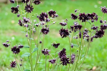 Аквілегія Чоколейт Солджер / Aquilegia viridiflora Chocolate Soldier