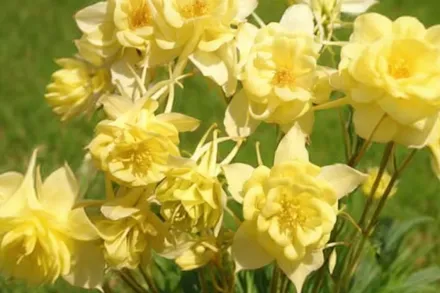 Аквілегія гібридна Саншайн / Aquilegia coerulea Sunshine