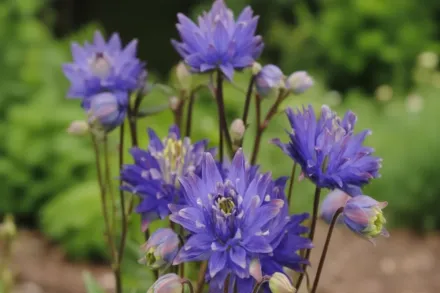 Аквілегія Клементін Блу / Aquilegia vulgaris Clementine Blue