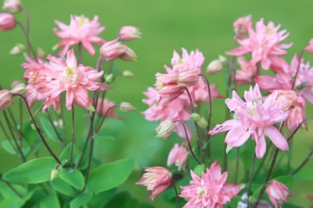 Аквілегія Клементін Роуз / Aquilegia vulgaris Clementine Rose