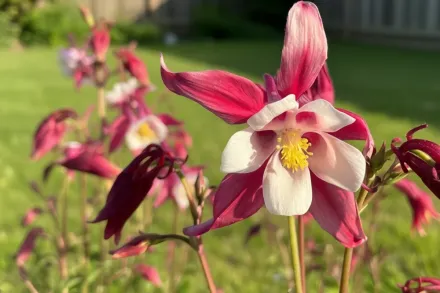 Аквілегія Крімсон Стар / Aquilegia Crimson Star
