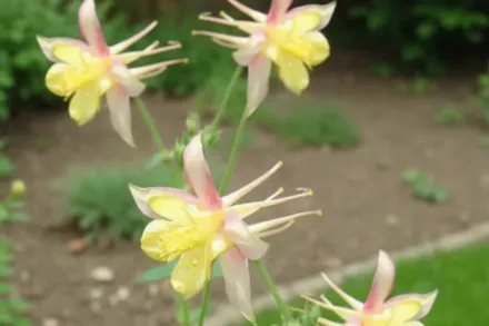 Аквілегія МакКана Гібрид / Aquilegia McKana Hybrid