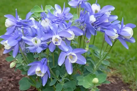 Аквілегія віялова / Aquilegia flabellata