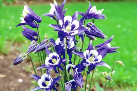 Аквілегія Вінкі Блю-Вайт / Aquilegia vulgaris Winky Blue-White