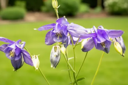 Аквілегія звичайна / Aquilegia vulgaris