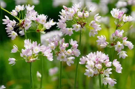 Аліум рожевий / Allium roseum