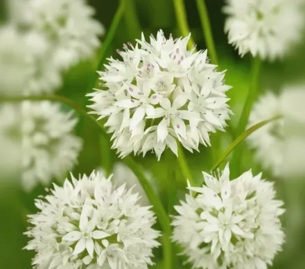 Graceful Beauty Allium amplectens / Алліум амплектенс Грейсфул Бюті