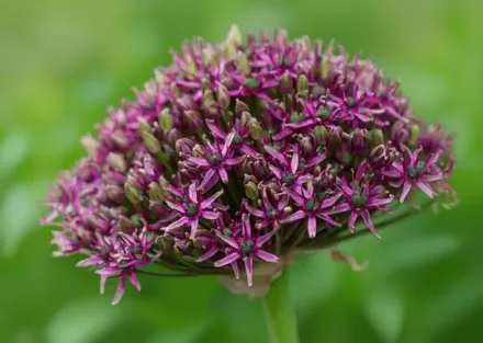 Алліум атропурпуреум / Allium atropurpureum