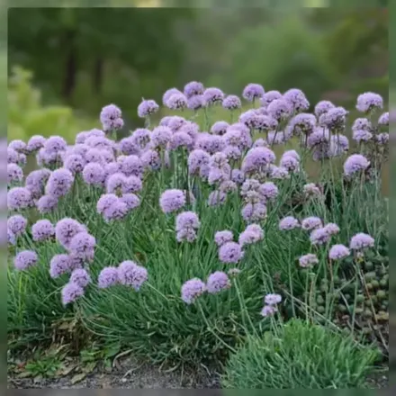 Блу Едді Алліум / Allium senescens Blue Eddy