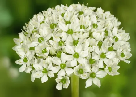 Алліум чорний / Allium nigrum