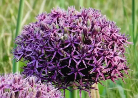 Фірмамент Алліум / Allium Firmament