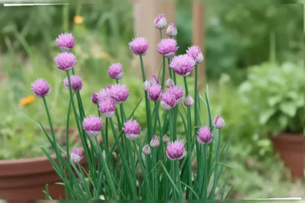 Алліум Форескат / Allium schoenoprasum Forescate