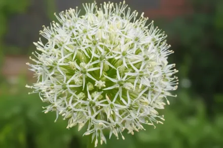 Айворі Квін Алліум каратавський / Allium karataviense Ivory Queen