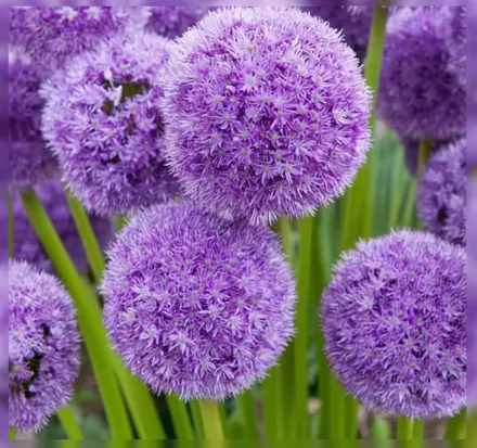 Хіс Екселенсі Алліум / Allium His Excellency