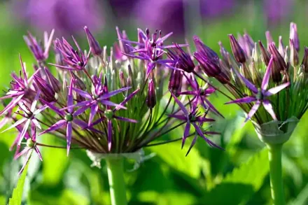 Алліум Христофа / Allium cristophii