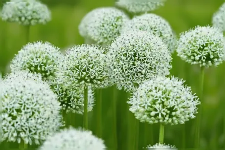 Mount Everest Allium / Алліум Маунт Еверест