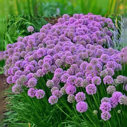 Алліум Мілленіум