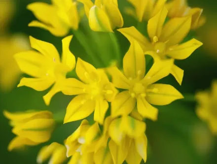 Алліум Моля / Allium moly