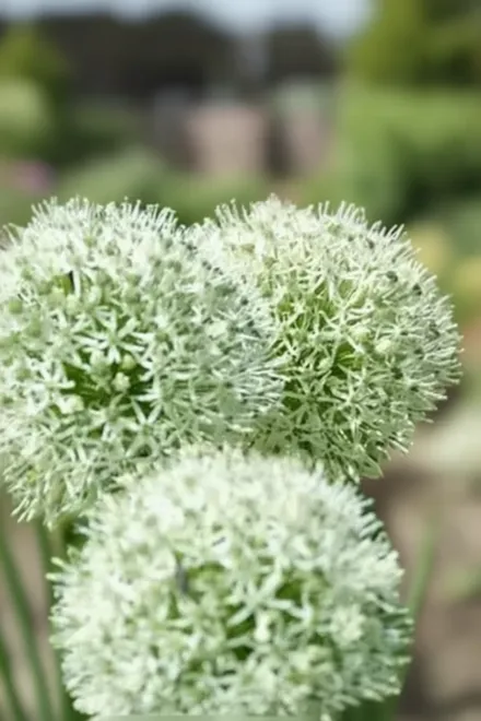 Mont Blanc Allium / Алліум Монблан