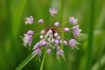 Алліум похилий / Allium cernuum