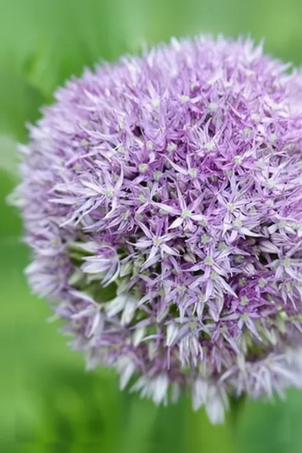 Round and Purple Allium / Алліум Раунд енд Перпл