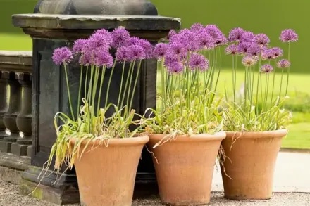 Алліум Розенбаха / Allium rosenbachianum