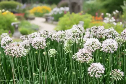 Summer Beauty Allium / Алліум Саммер Бюті