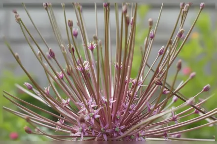 Алліум Шуберта / Allium schubertii