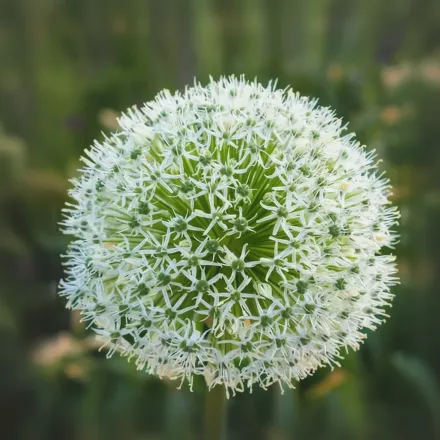 White Giant Allium stipitatum / Алліум стіпітатум Вайт Джайант