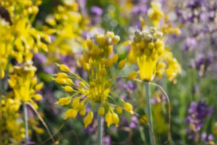 Алліум жовтий / Allium flavum