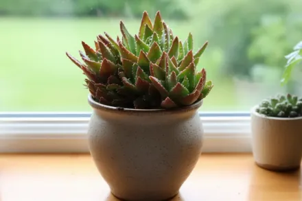 Aloe nobilis / Алое благородне