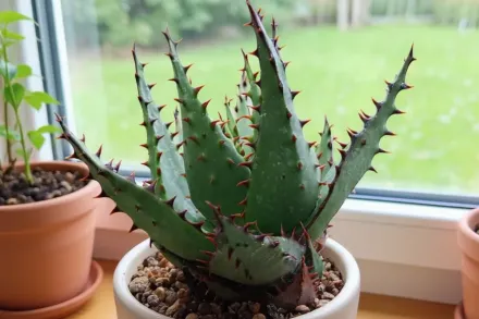 Aloe broomii / Алое Брума