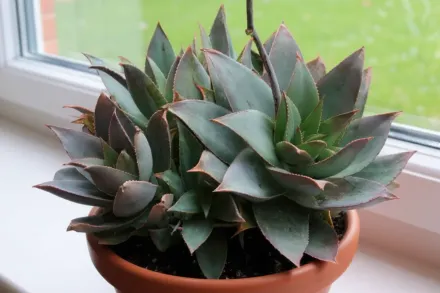 Aloe striata / Алое смугасте