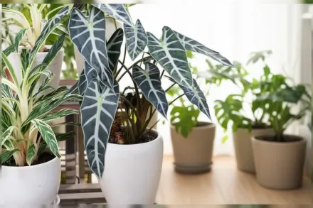 Алоказія Амазоніка Бамбіно / Alocasia x amazonica Bambino