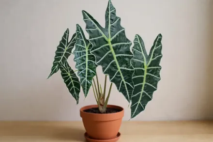 Алоказія Амазоніка / Alocasia x amazonica