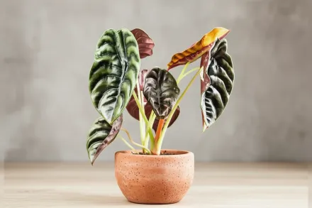 Red Secret Alocasia cuprea / Алоказія купреа Ред Сікрет