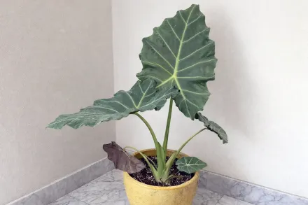 Маска майя Алоказія / Alocasia Mayan Mask