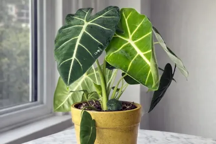 Алоказія Мішольца Фрідек / Alocasia micholitziana Frydek