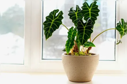 Алоказія Поллі / Alocasia Polly