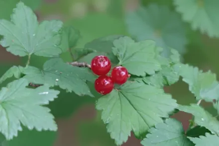 Альпійська смородина