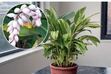 Альпінія поникла / Alpinia zerumbet