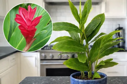 Альпінія пурпурна / Alpinia purpurata