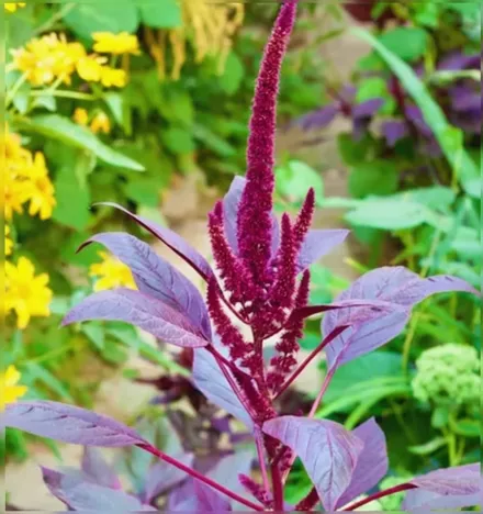 Амарант червоний Велвет Кертейнс / Amaranthus cruentus Velvet Curtains