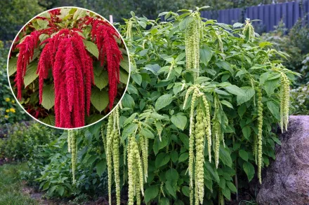 Амарант хвостатий