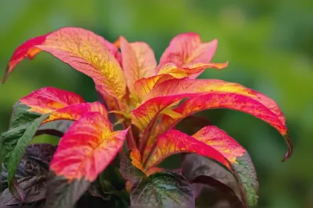 Amaranthus tricolor / Амарант триколірний